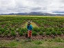 Andean farmers use age-old technique amid climate change