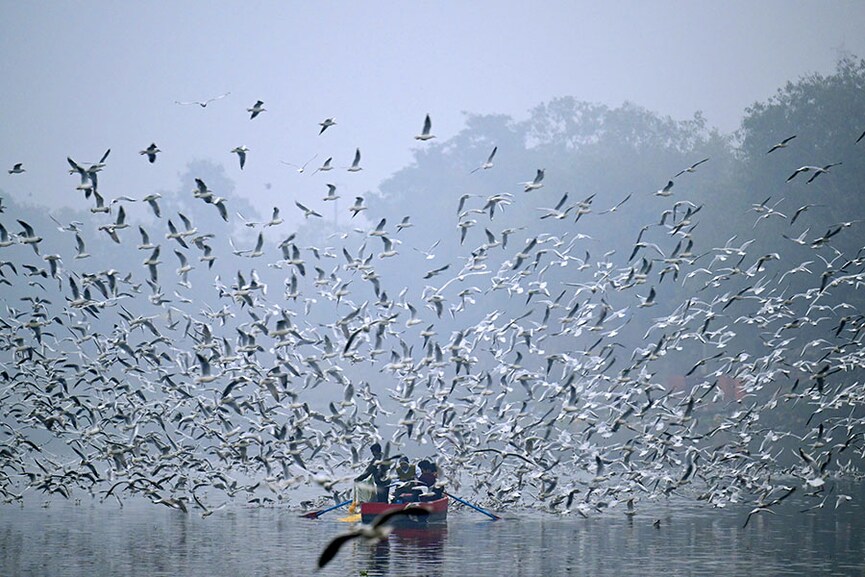 Photo of the day: National Birds Day