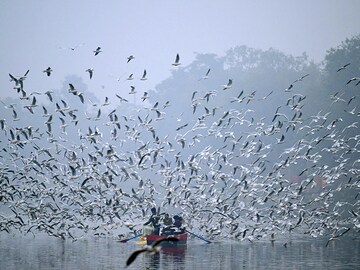 Photo of the day: National Birds Day