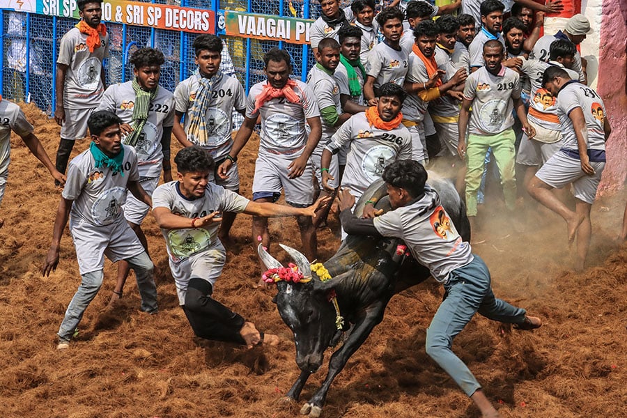 Photo of the day: Jallikattu festival