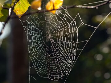 How spider webs could help scientists keep track of wildlife