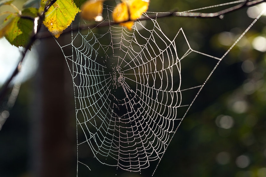 How spider webs could help scientists keep track of wildlife