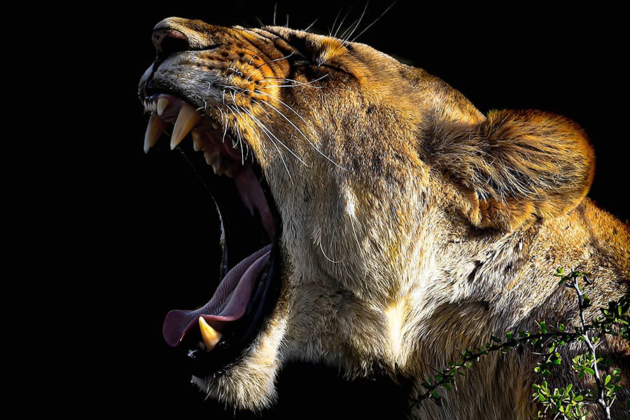 Masai Mara Game Reserve, Kenya. Image: Dhruv Patil