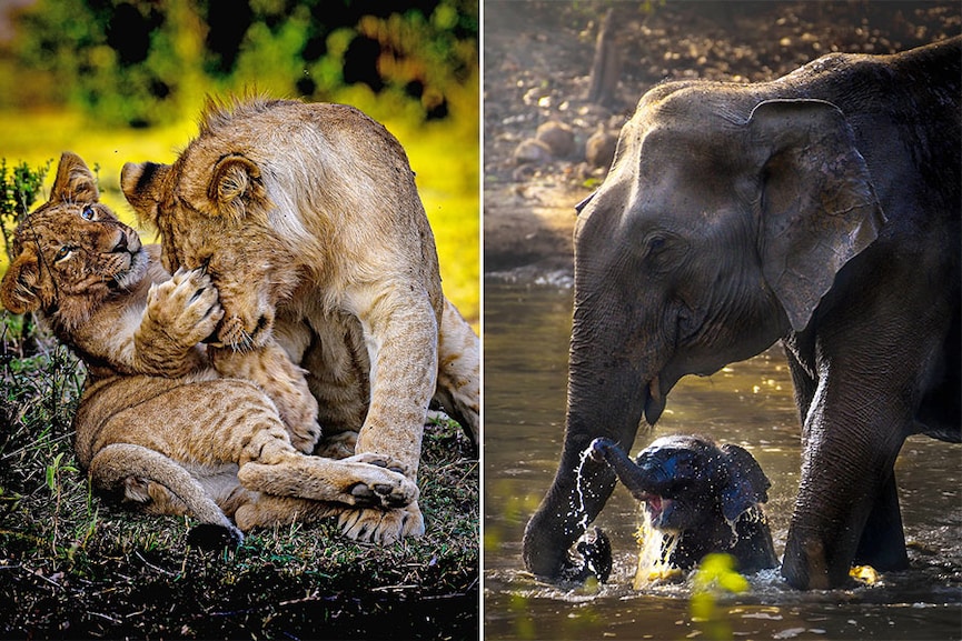 On the right - Masai Mara Game Reserve, Kenya. On the left - Kabini Forest Reserve (Nagarhole Tiger Reserve), India. Images: Dhruv Patil