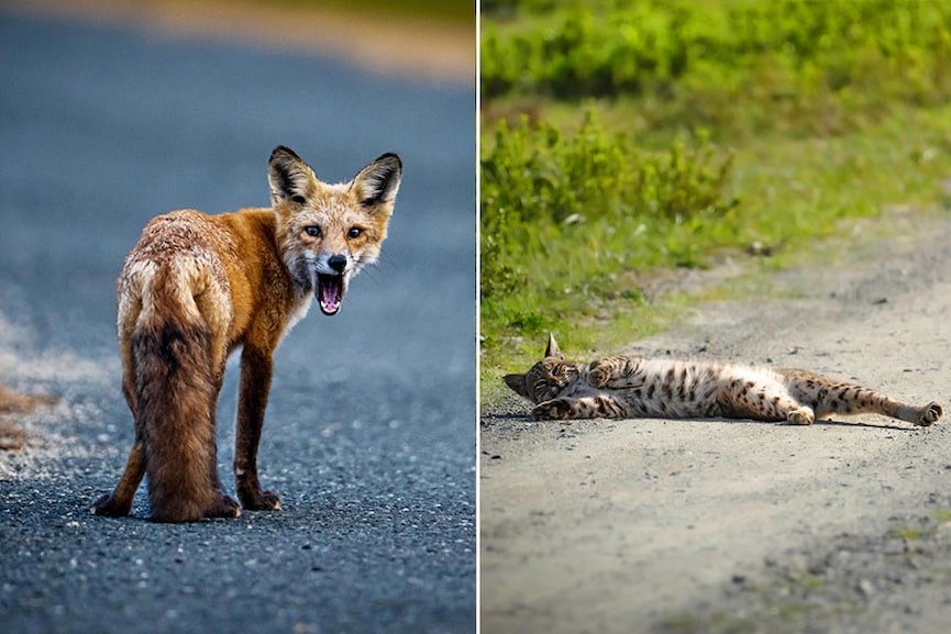 On the left - Northern California, US. On the right - Delaware, US. Images: Dhruv Patil