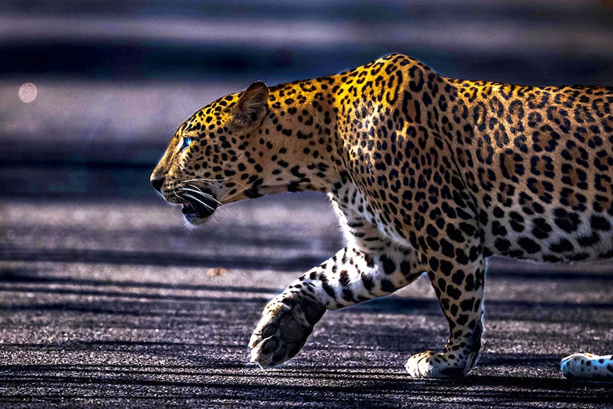 Kabini Forest Reserve (Nagarhole Tiger Reserve), India. Image: Dhruv Patil