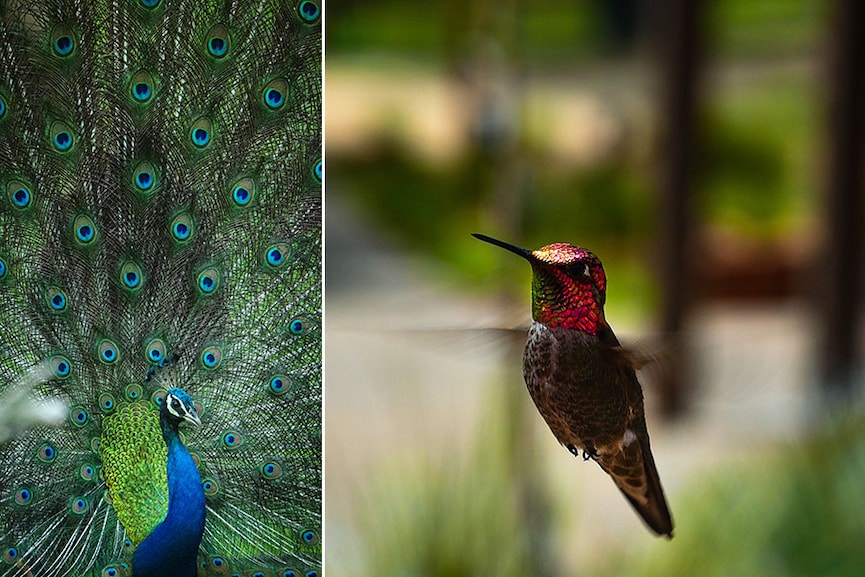 On the left - Kabini Forest Reserve (Nagarhole Tiger Reserve), India. On the right - Sedona, Arizona, US