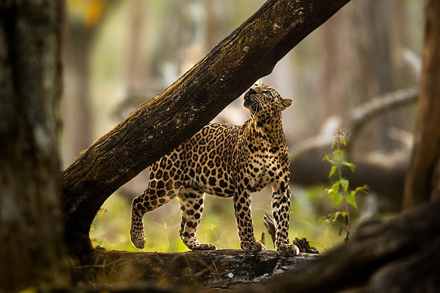 Kabini Forest Reserve (Nagarhole Tiger Reserve), India. Image: Dhruv Patil