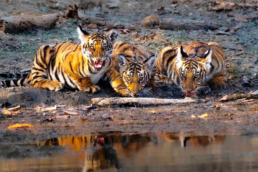 Kabini Forest Reserve (Nagarhole Tiger Reserve), India. Image: Dhruv Patil