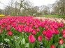 Blooming good: World's biggest tulip garden marks 75th edition