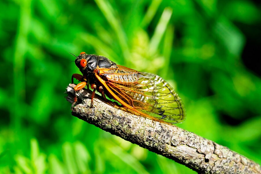 Billions of cicadas to blanket America