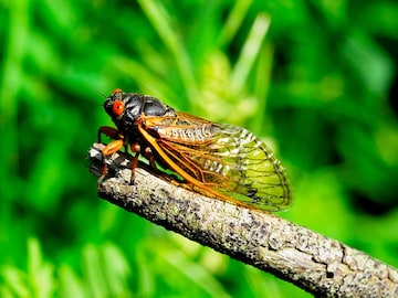 Billions of cicadas to blanket America