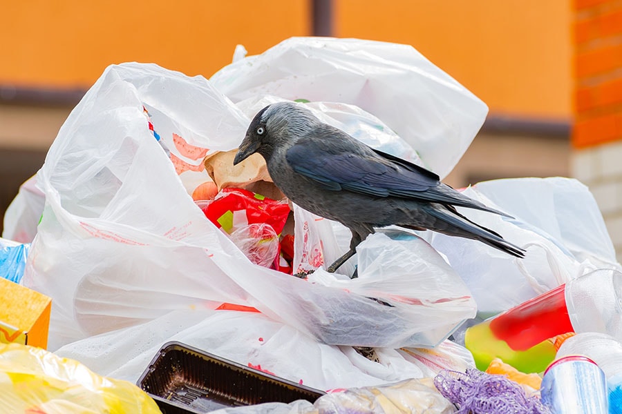 Crows are being driven off the streets of Tokyo by their own cries