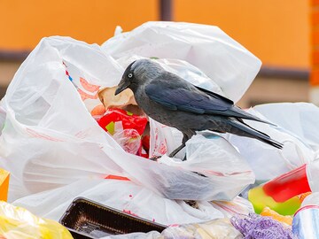 Crows are being driven off the streets of Tokyo by their own cries