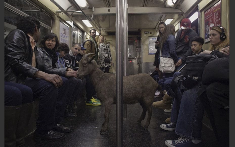 Cyrus Fakroddin (L) and his pet goat Cocoa ride the downtown C train in New York. Cocoa is a 3-year-