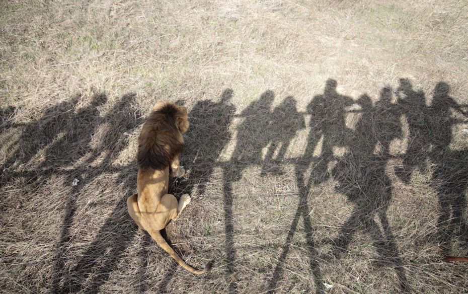  A Matter of Pride Visitors observe a resident at a new safari park named "Taygan" in