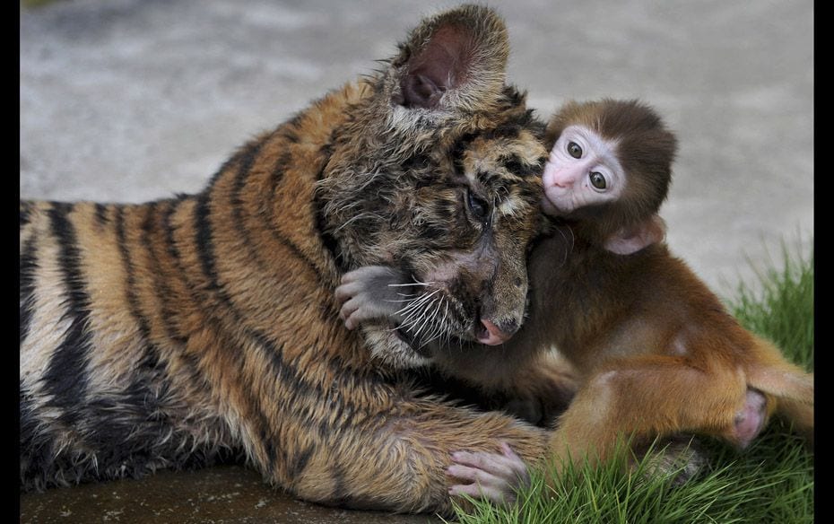 A baby rhesus macaque (Macaca mulatta) plays with a tiger cub at a zoo in Hefei, Anhui province, Chi