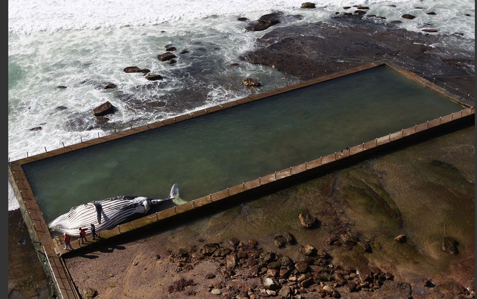 Police and wildlife rangers stand next to a dead humpback whale lying in a rock pool at Newport beac