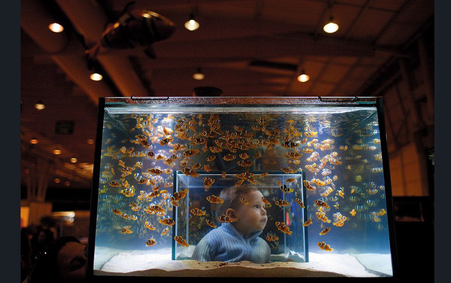 A child looks at clownfish at the Pets Festival in Lisbon                         