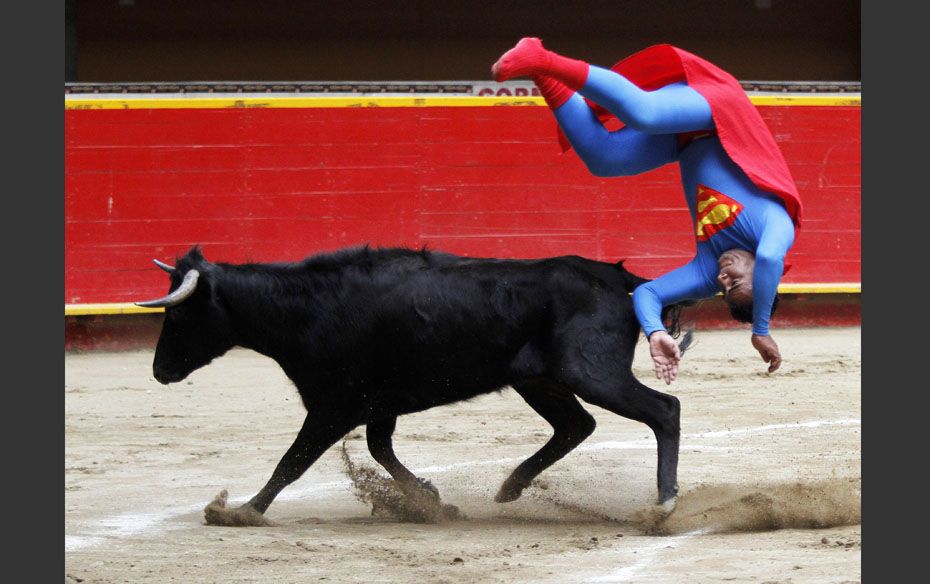 Pedro Sanchez, a dwarf bullfighter dressed in a "Superman" costume flips near a calf at th