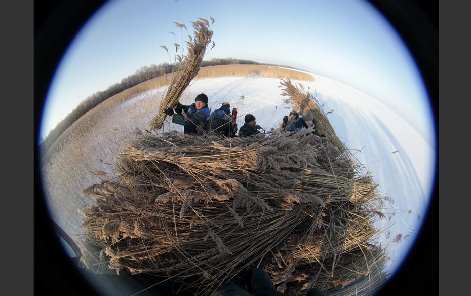 Belarussian workers, representing the charity organisation Ecodom, harvest reeds with a combine on a