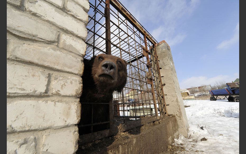 Potac, a 3-year-old male bear, looks out from his cage in Luhansk near Kiev, Russia. Potac was rescu