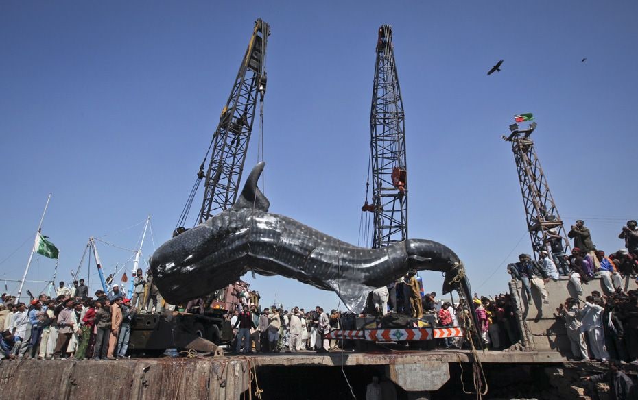 Residents gather as a whale shark is pulled from the water by cranes after it was found dead at Kara