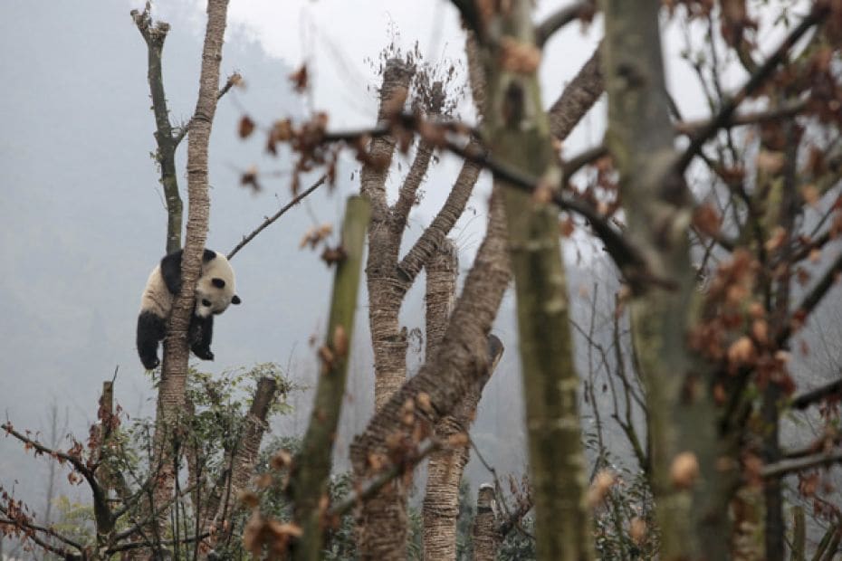 A giant panda sits in a tree at a panda breeding centre in Dujiangyan, Sichuan province. The giant p