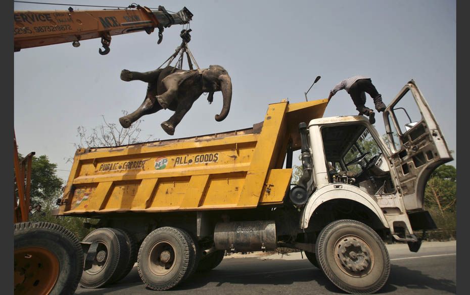 A crane removes the carcass of a 40-year-old elephant called Chanchal after it was hit by a truck an