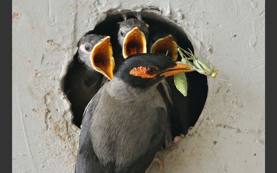 An Indian Myna holds a praying mantis in its beak to feed chicks in a nest built inside the wall of 