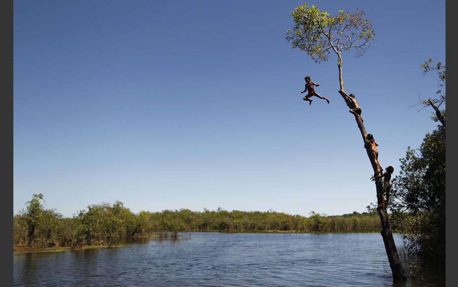 Yawalapiti children climb a tree to jump into the Xingu River in the Xingu National Park, Mato Gross