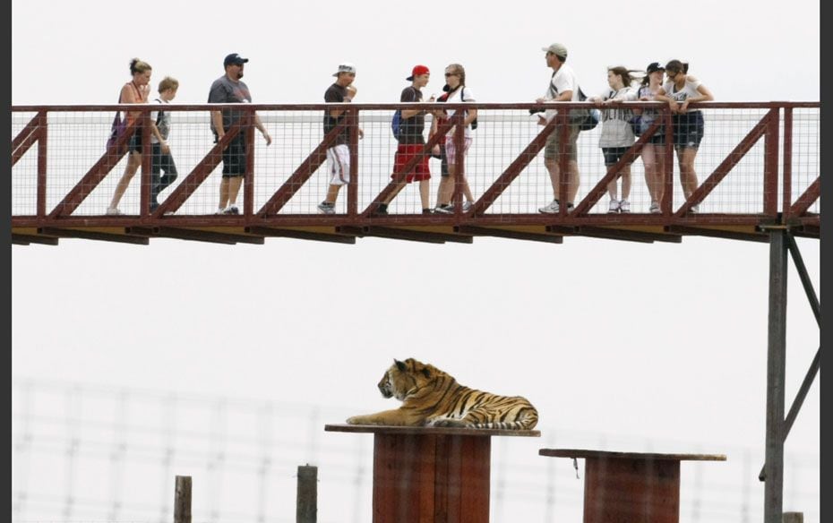 Visitors walk on a new elevated walkway as they pass by a rescued tiger at The Wild Animal Sanctuary