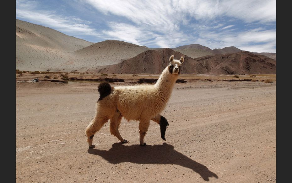 A llama crosses the road near the salt flat Tolillar, more than 3,800 meters (12467 ft) above sea le