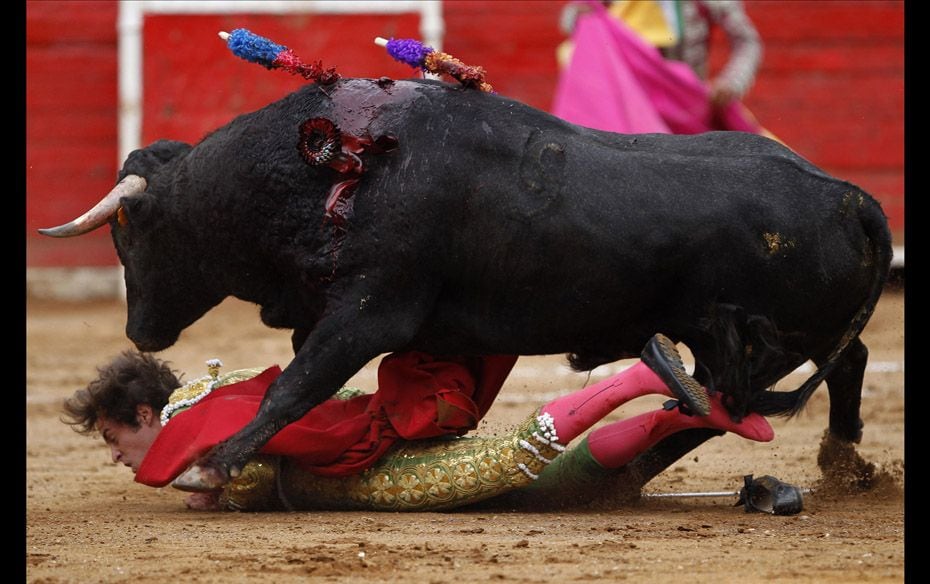  A bull steps on Spanish matador Tulio Salguero during a bullfight in The Mexico bullring in Me