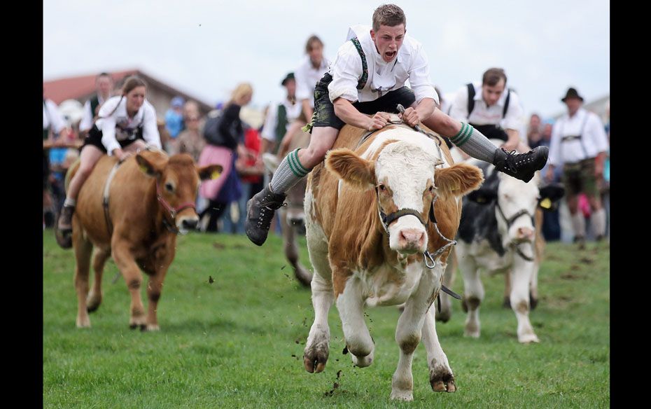 Martin Breiter (C) dressed in traditional Bavarian lederhosen competes in the 5th ox-racing champion