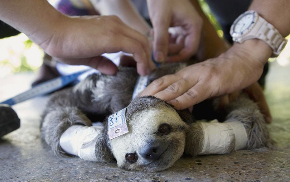 Students of the Universidade do Amazonas (Amazon University) measure a pale-throated sloth (Bradypus