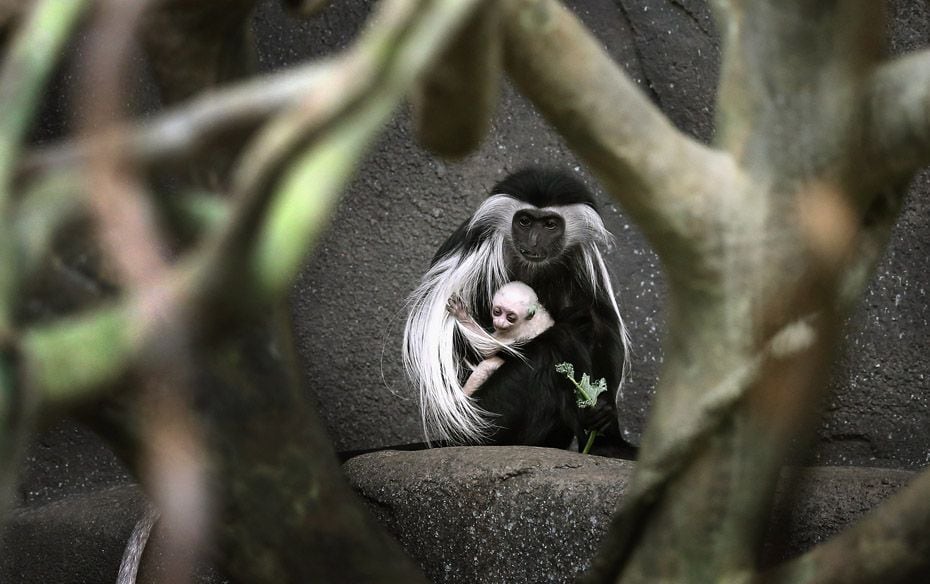 Olivia, a five-year-old Angolan colobus monkey, clutches her baby at the Brookfield Zoo in Illinois 