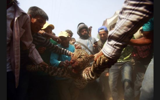 Locals carry a dead leopard which was killed after wandering into the town in Kathmandu on April 10.