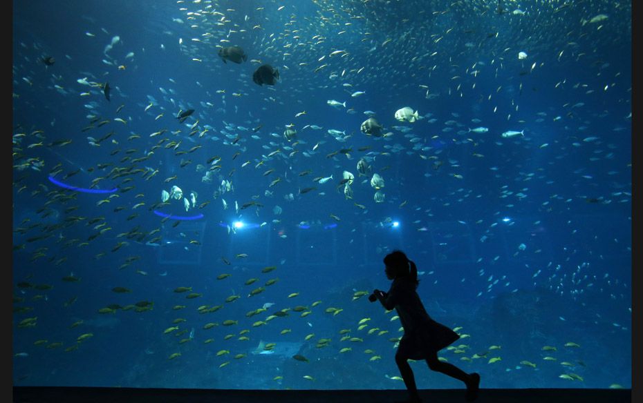 A girl runs to take pictures of fishes in the Resorts World Sentosa’s S.E.A. Aquarium in Singa