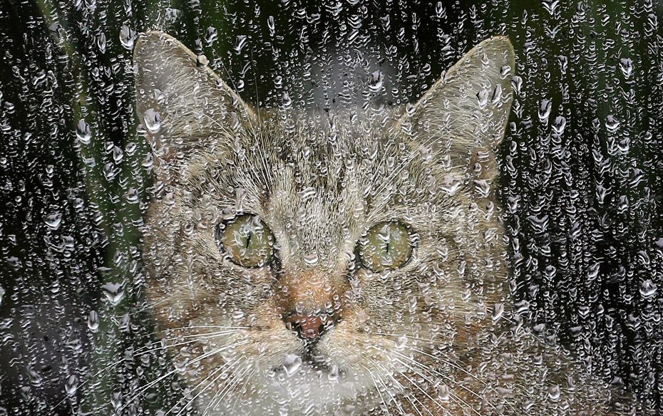 A cat sits behind a window covered in raindrops in Berlin on May 31. Meteorologists forecast further