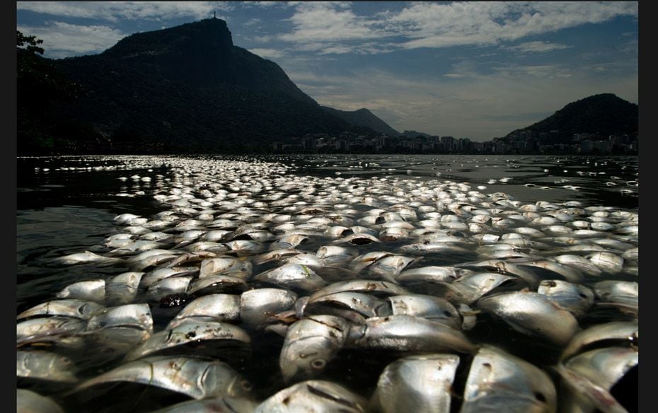 Tons of dead fish float on the waters of the Rodrigo de Freitas lagoon at the foothills of Corcovado