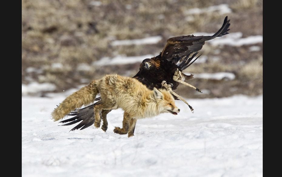 A tamed golden eagle attacks a fox during an annual hunting competition in Chengelsy Gorge, some 150