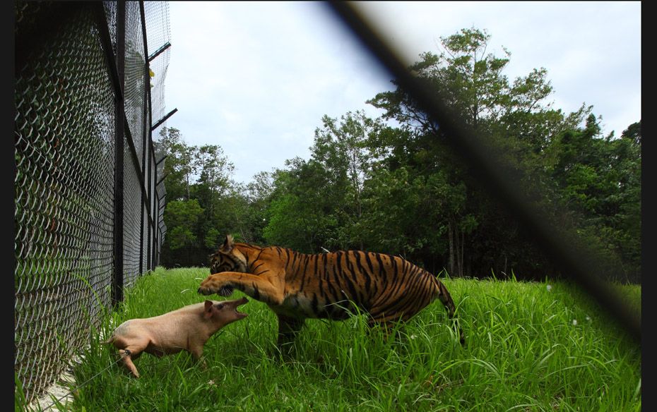 A Sumatran tiger plays with a pig before killing it at the Sumatra Tiger Rescue Centre compound, ins