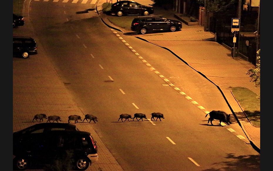 A female boar and her piglets cross a street in Gdynia, Poland, on July 25. Poland’s wild boar