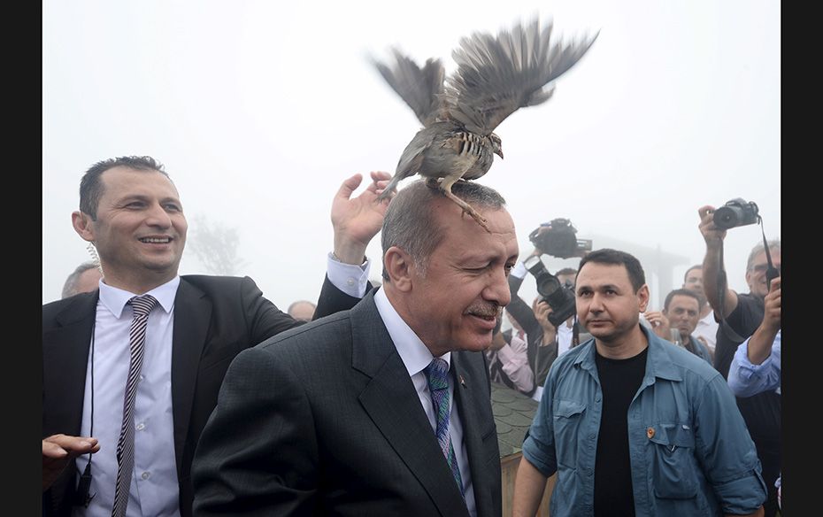 A grouse sits on Turkish President Tayyip Erdogan's head as he visits a facility in Rize, Turkey