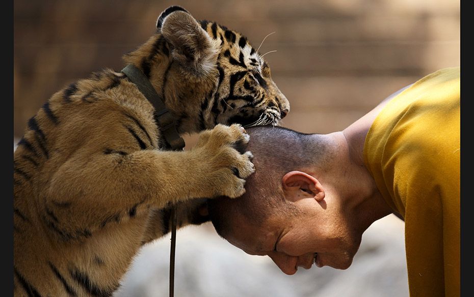 A Buddhist monk plays with a tiger at the Wat Pa Luang Ta Bua, otherwise known as Tiger Temple, in K