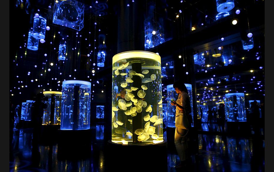 A woman looks at jellyfish during a media preview for the Epson Aqua Park Shinagawa aquarium's r