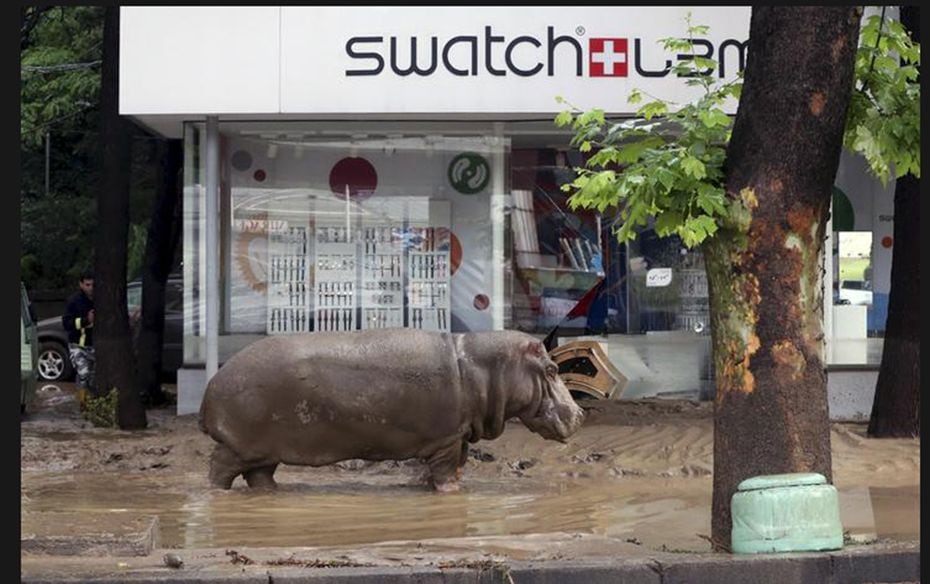 A hippopotamus walks across a flooded street in Tbilisi on June 14. Animals from the Georgian capita