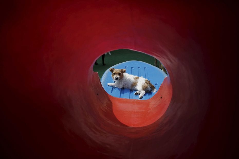 A dog rests at the Dog Resort in Sao Paulo on March 25. City dwellers in the South American concrete