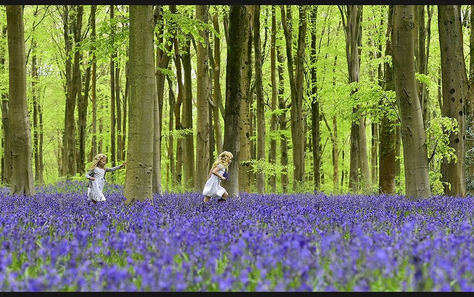 Youngsters run through a forest covered in bluebells near Marlborough in southern England on May 4. 